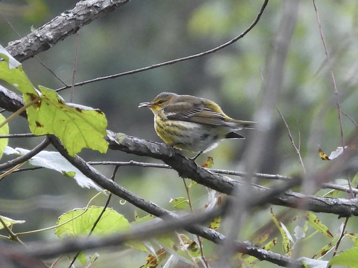 Cape May Warbler - ML642765271