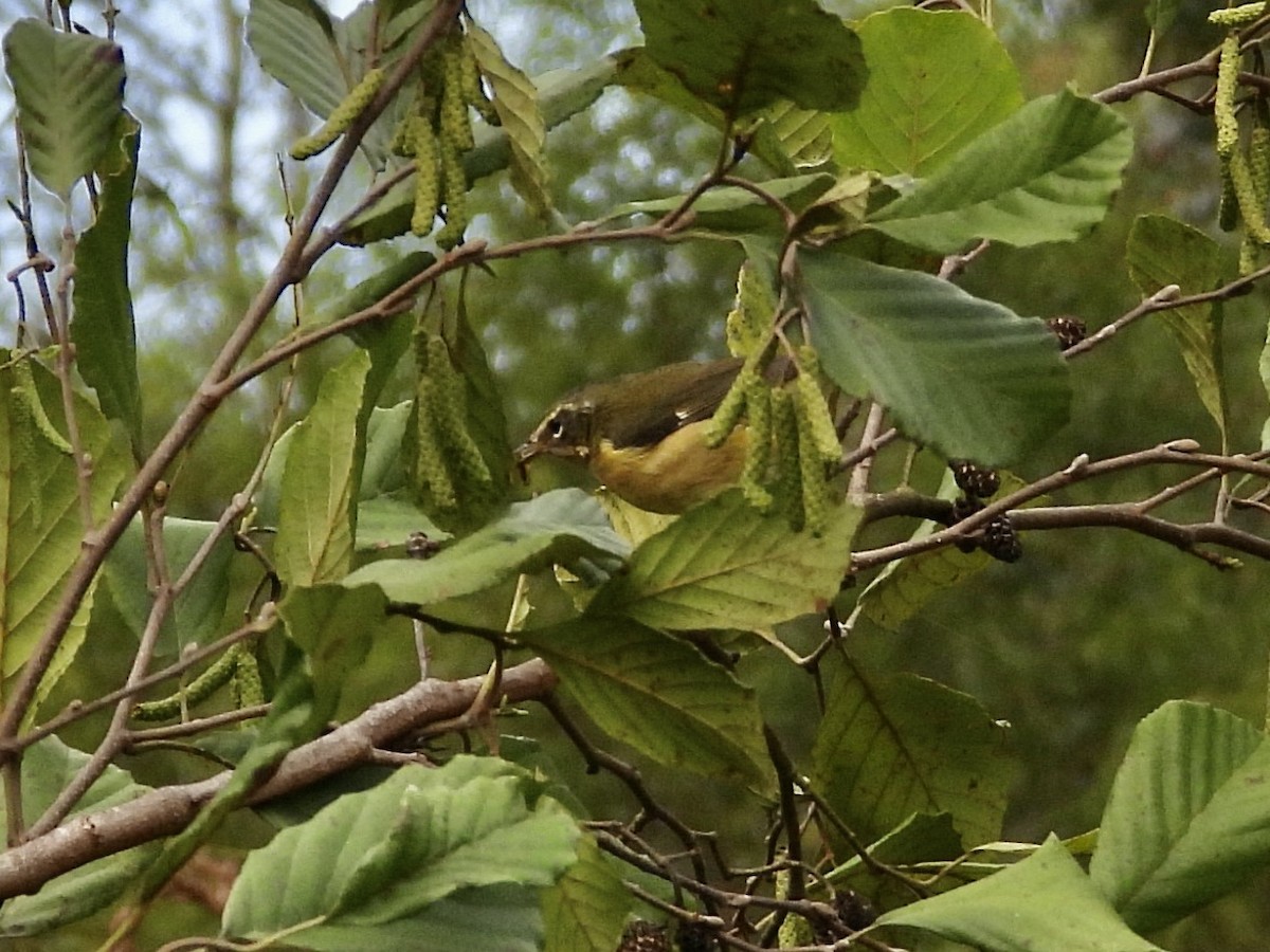 Black-throated Blue Warbler - ML642765290