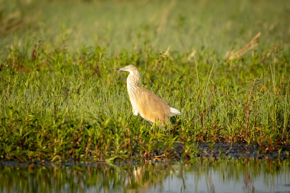 Squacco Heron - ML642765308