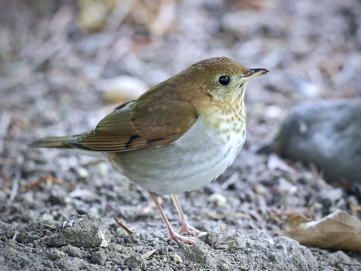 Veery - ML642765311