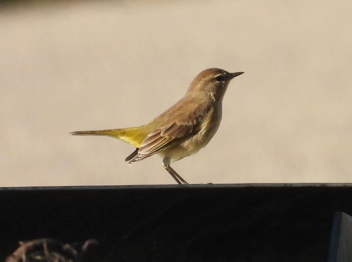 Palm Warbler - ML642765312
