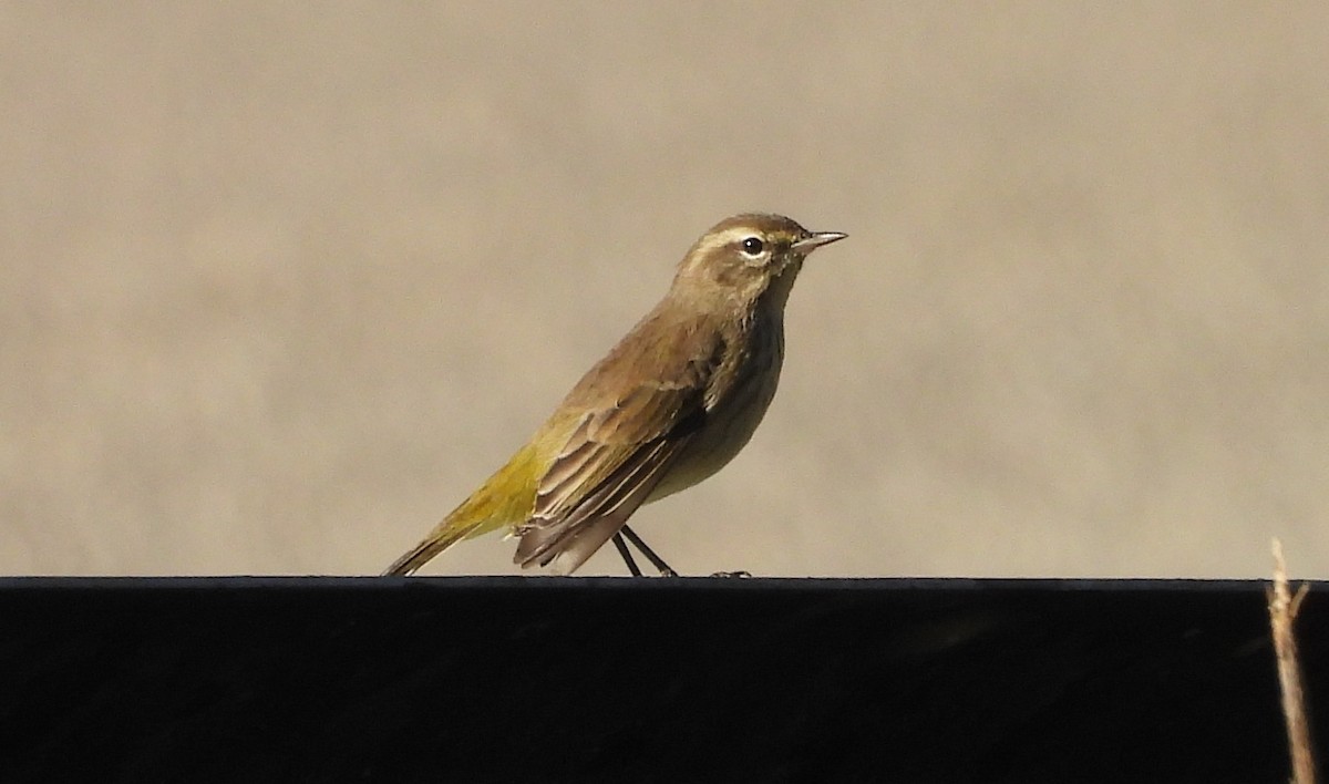 Palm Warbler - ML642765313