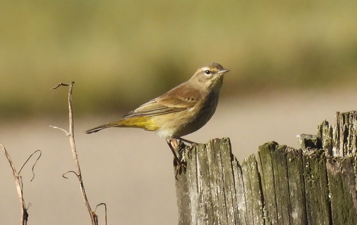 Palm Warbler - ML642765314