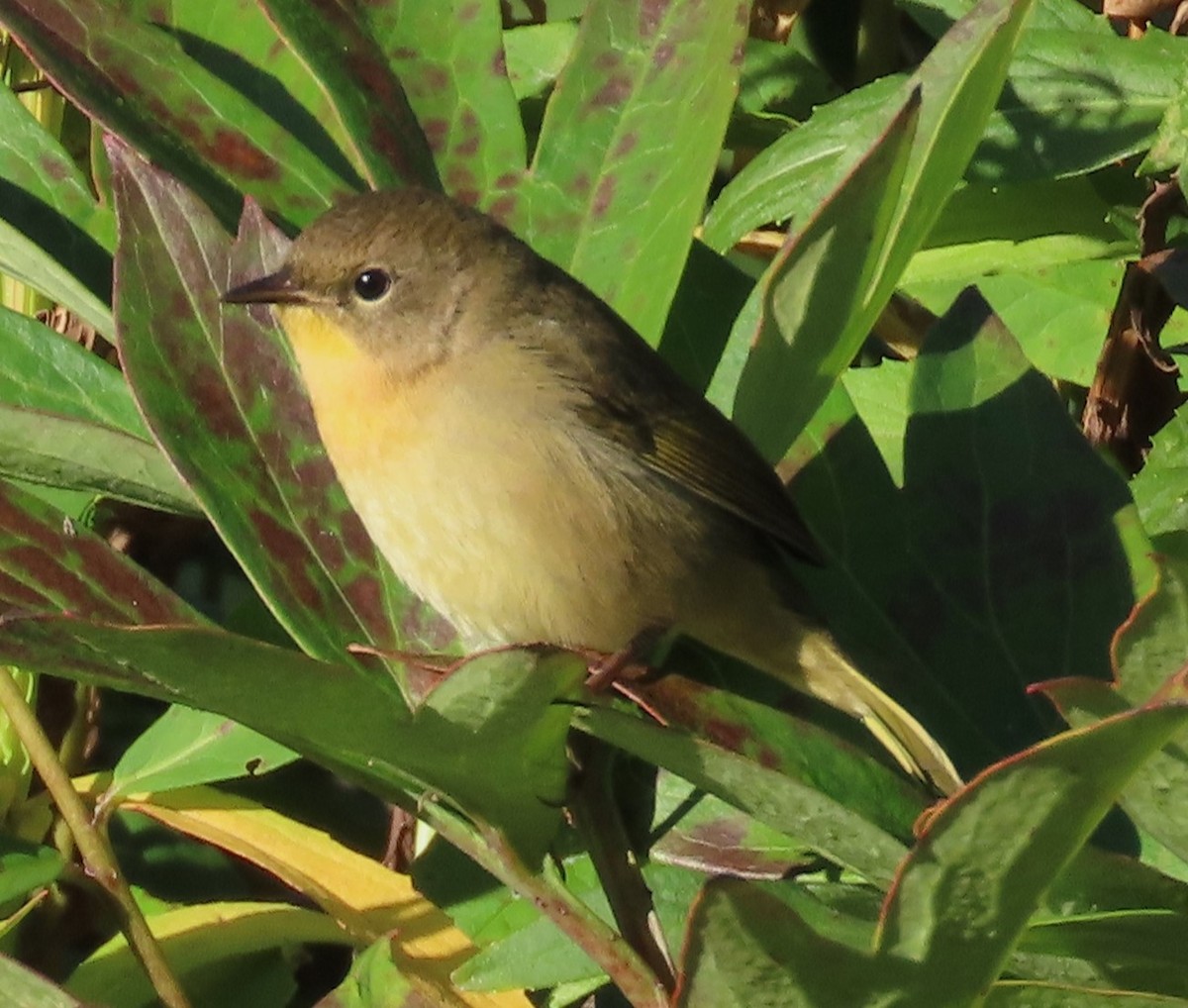 Common Yellowthroat - ML642765335