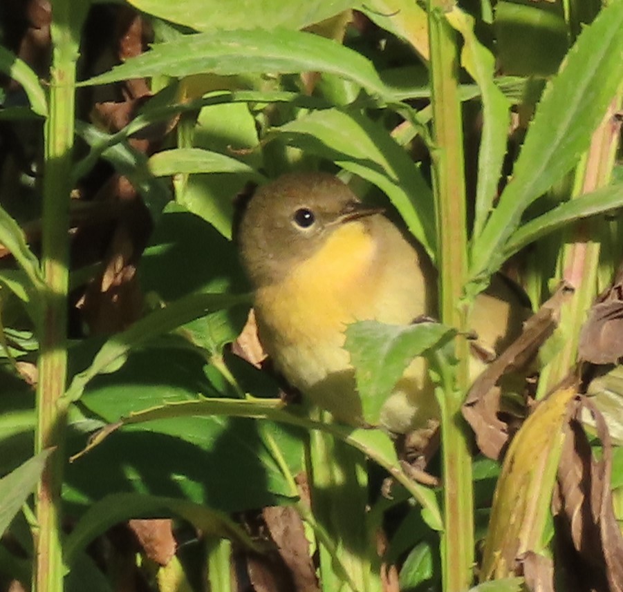 Common Yellowthroat - ML642765336