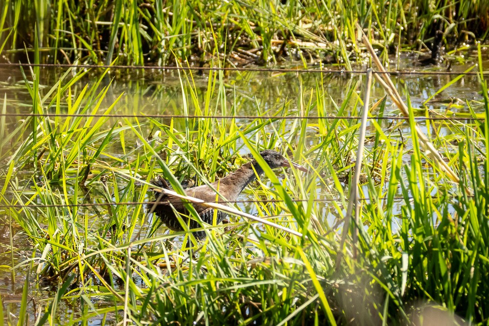 African Rail - ML642765340