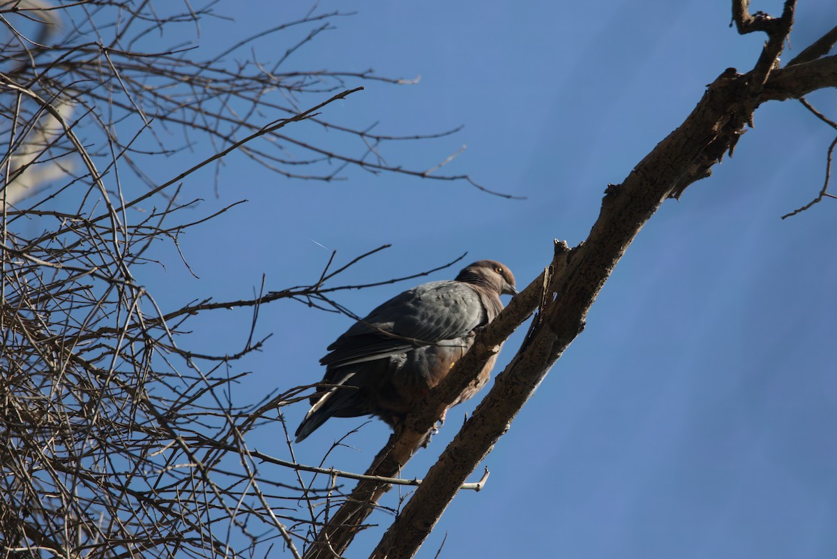 Chilean Pigeon - ML642765342