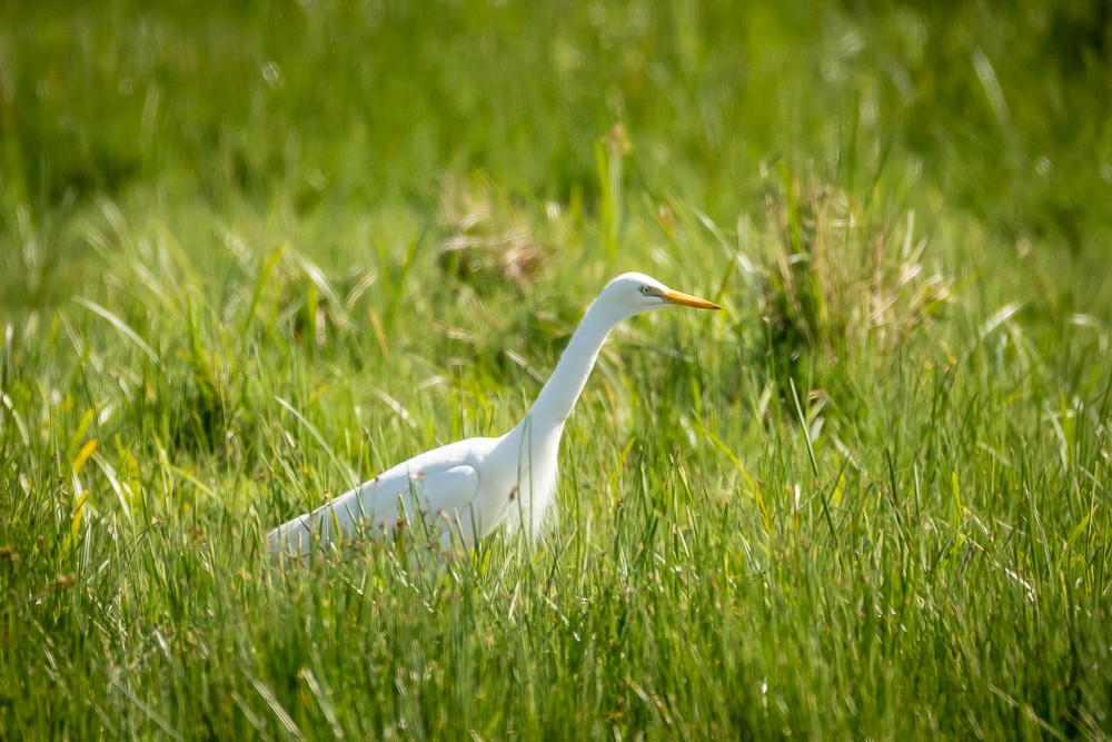 Yellow-billed Egret - ML642765351