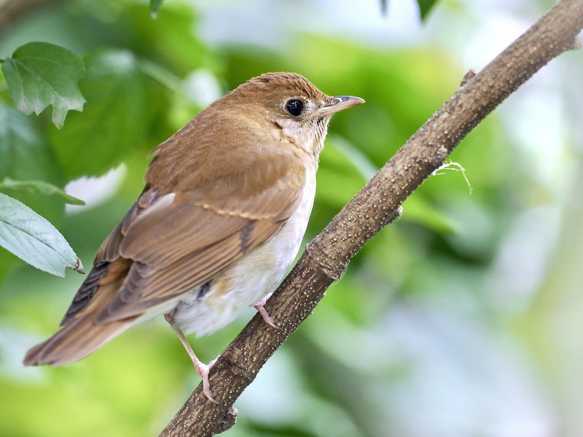 Veery - ML642765360