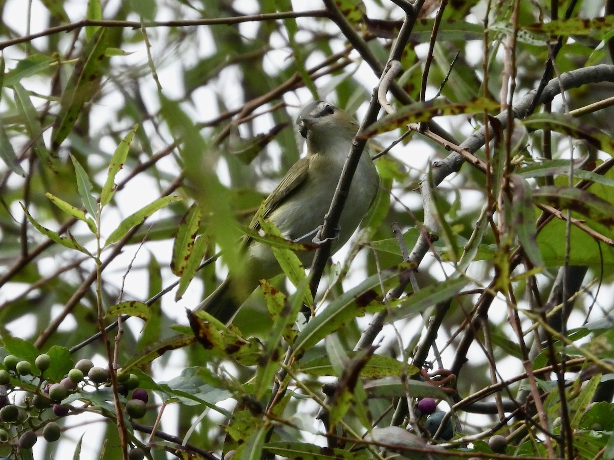 Red-eyed Vireo - ML642765372