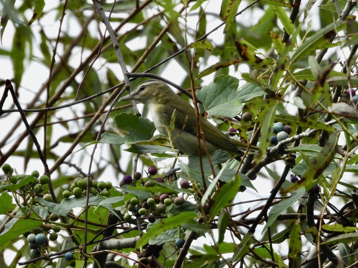 Red-eyed Vireo - ML642765376