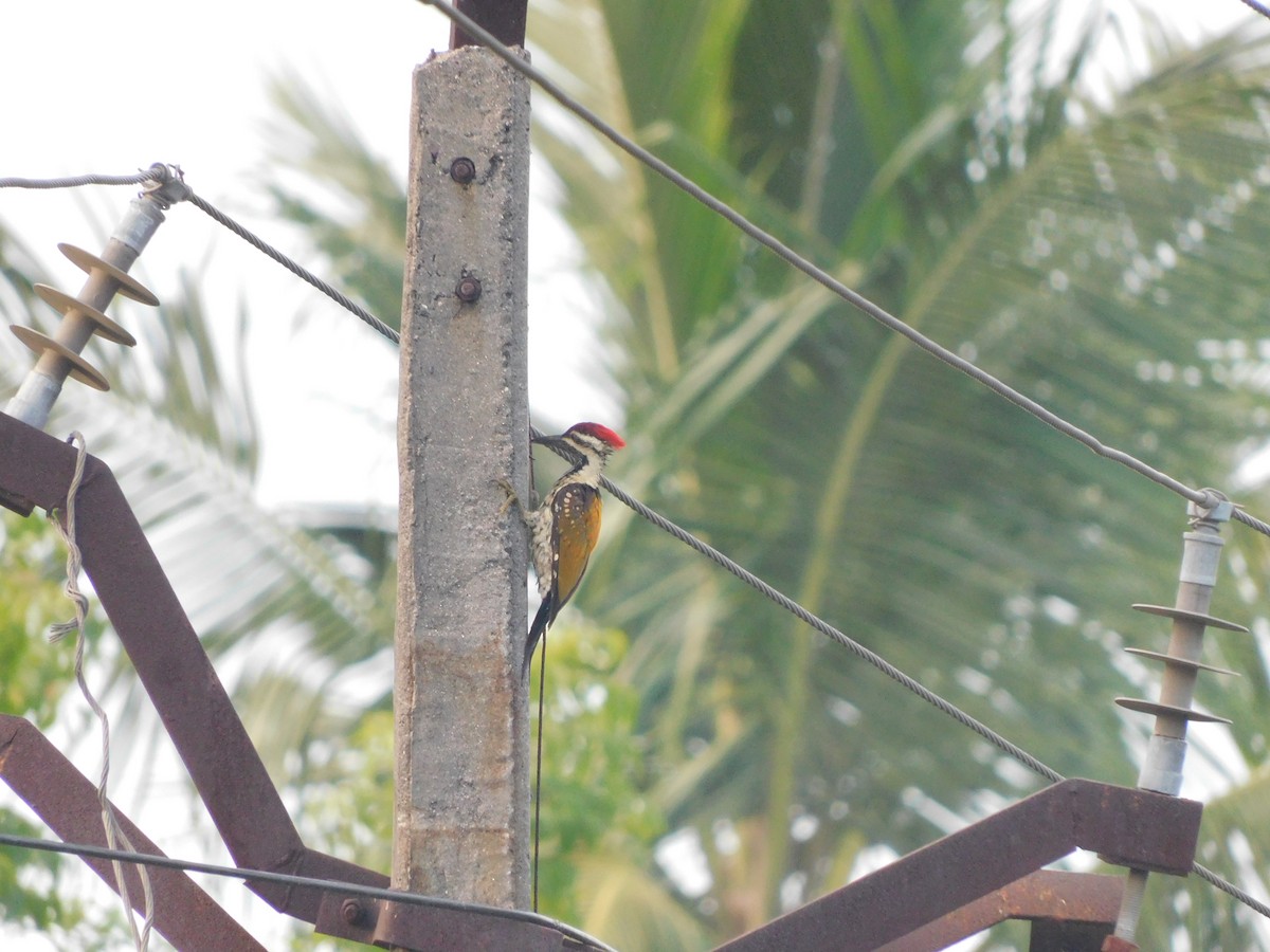 Black-rumped Flameback - ML642765386