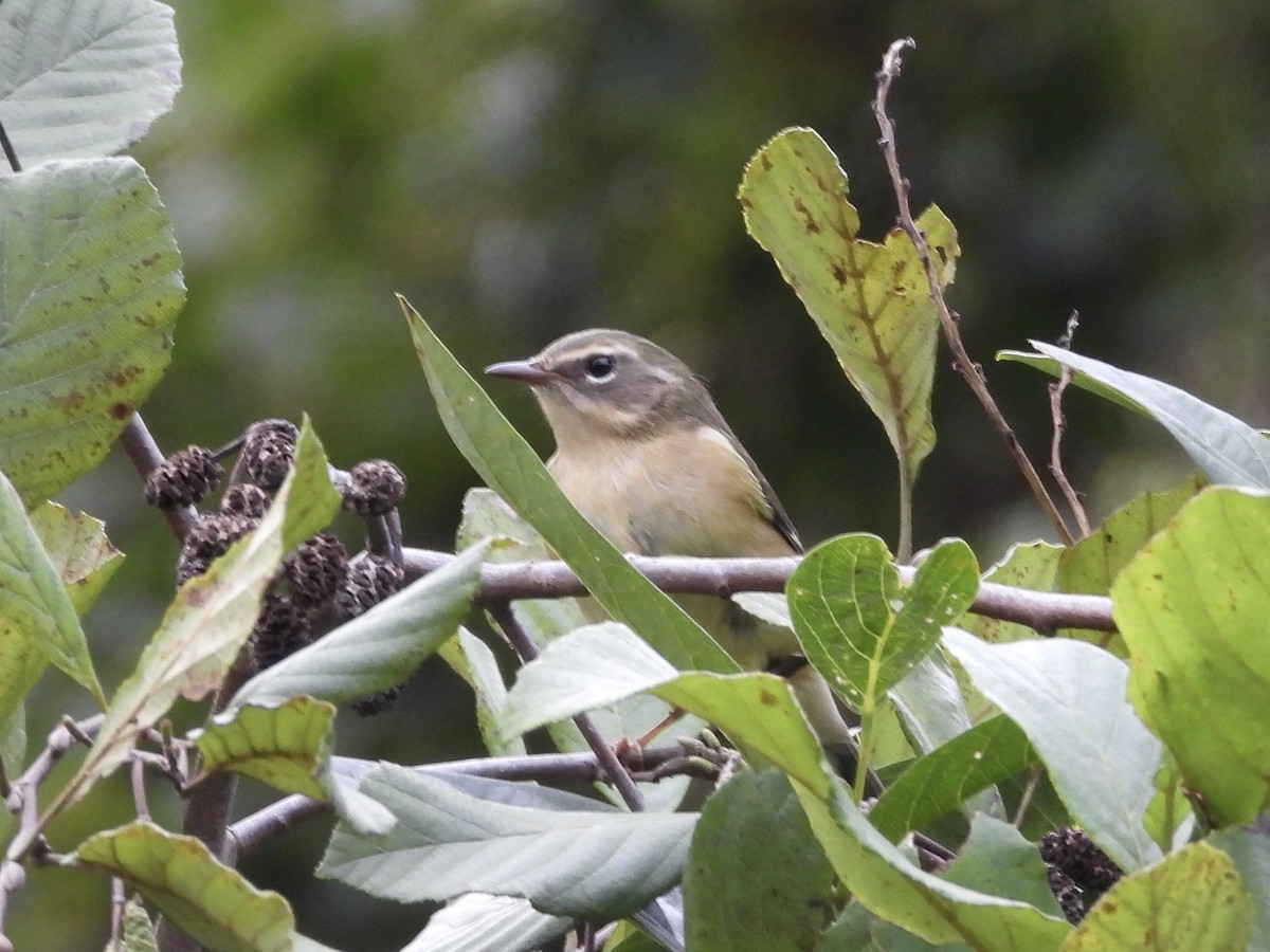 Black-throated Blue Warbler - ML642765397