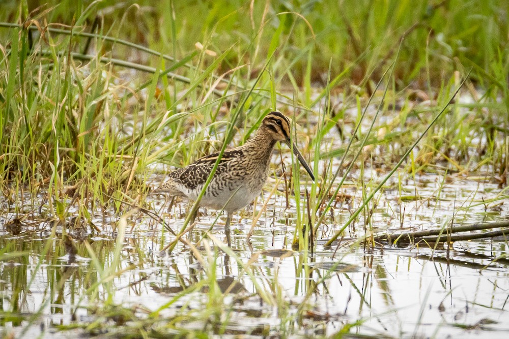 African Snipe - ML642765398
