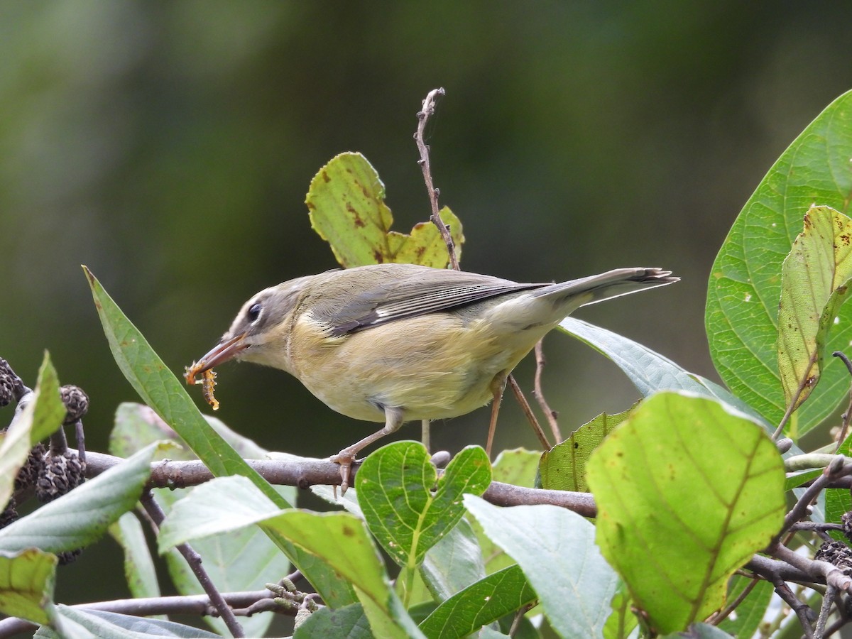 Black-throated Blue Warbler - ML642765405