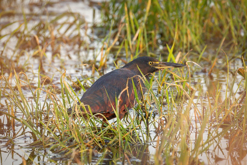 Rufous-bellied Heron - ML642765413