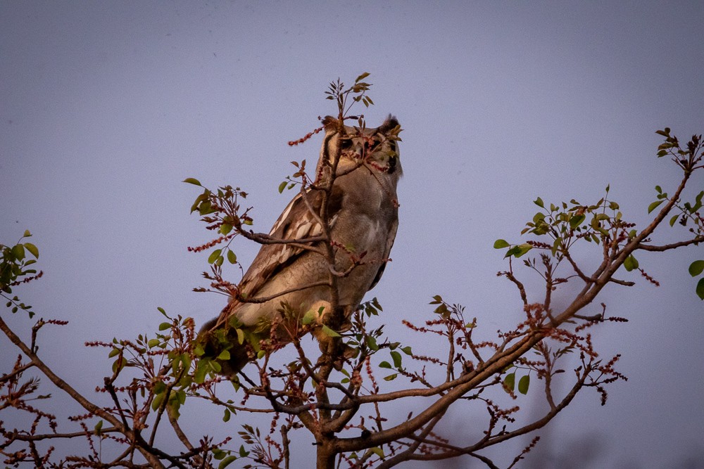 Verreaux's Eagle-Owl - ML642765430