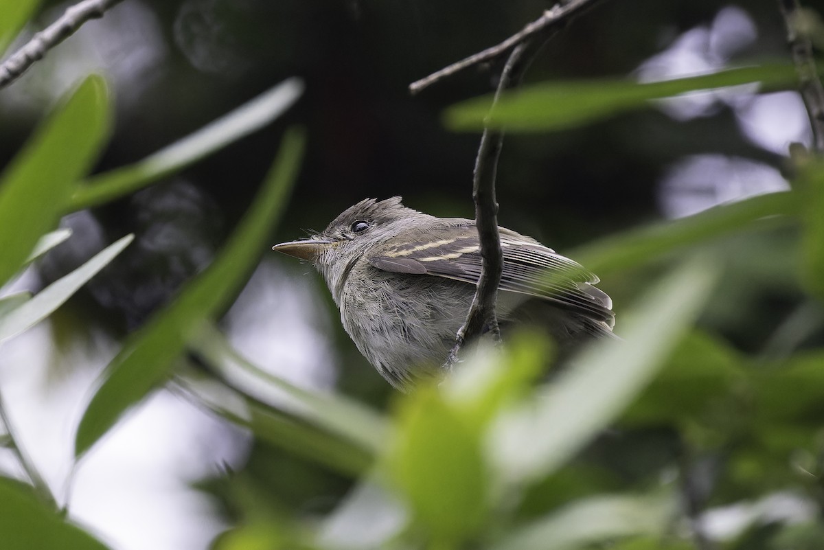 Willow Flycatcher - ML642765443