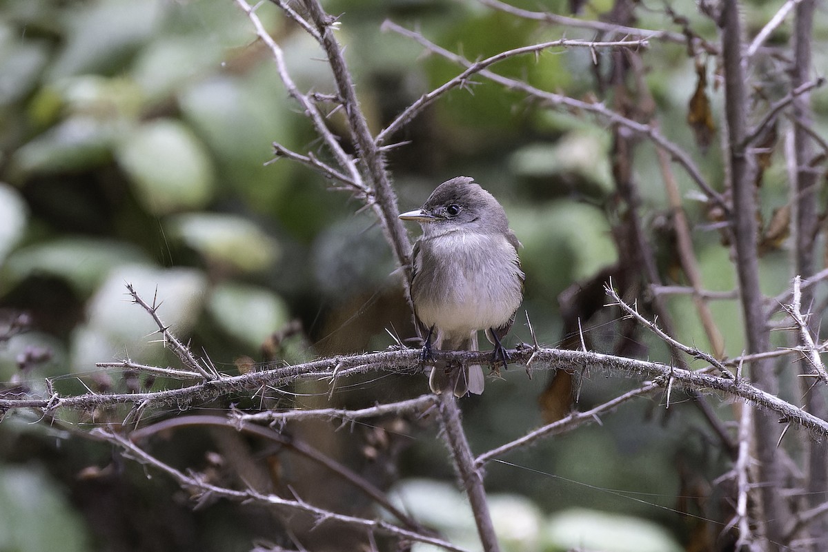 Willow Flycatcher - ML642765444