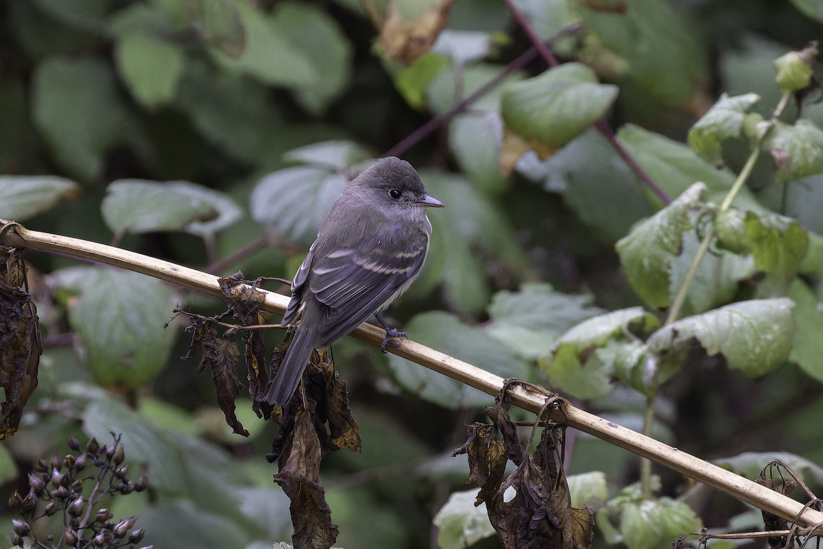 Willow Flycatcher - ML642765445