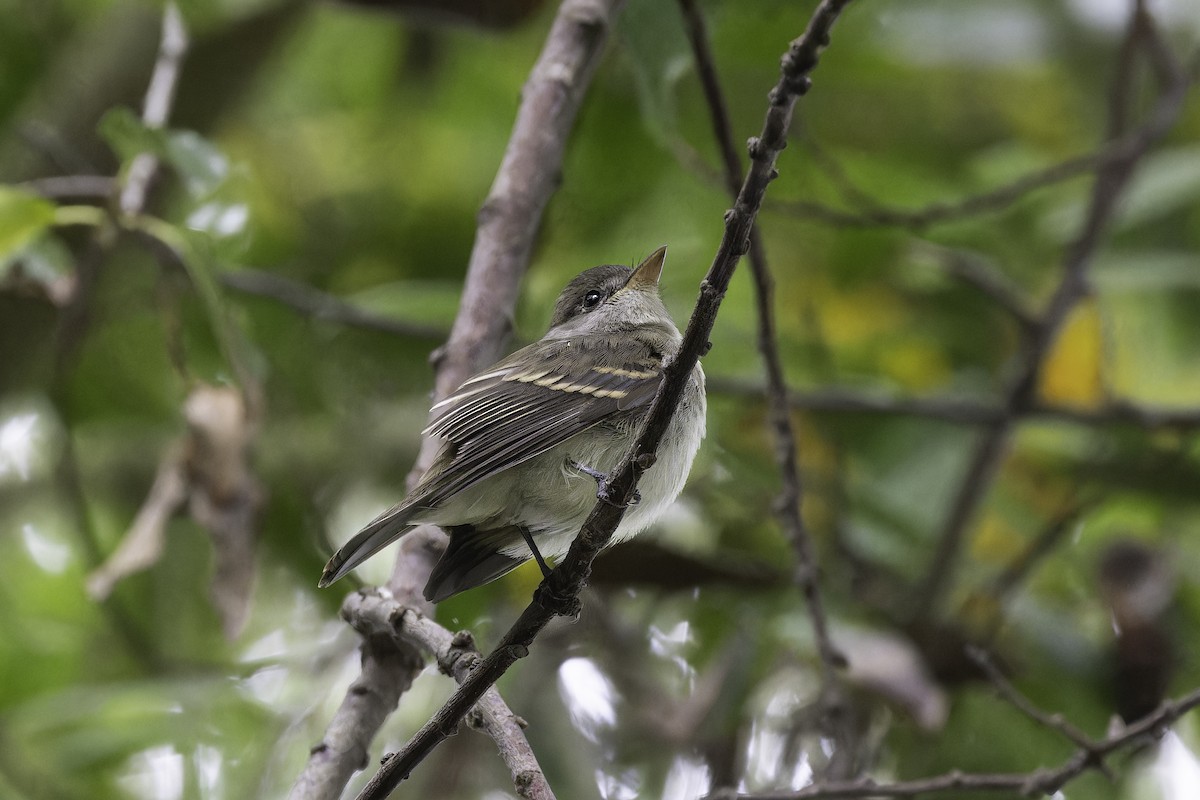 Willow Flycatcher - ML642765446