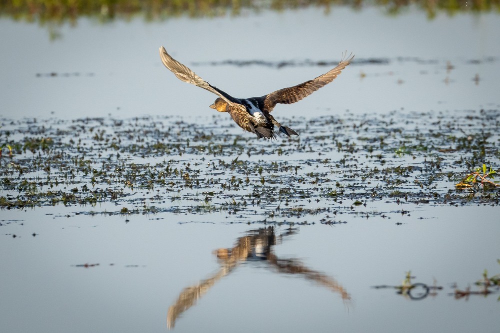 White-backed Duck - ML642765468
