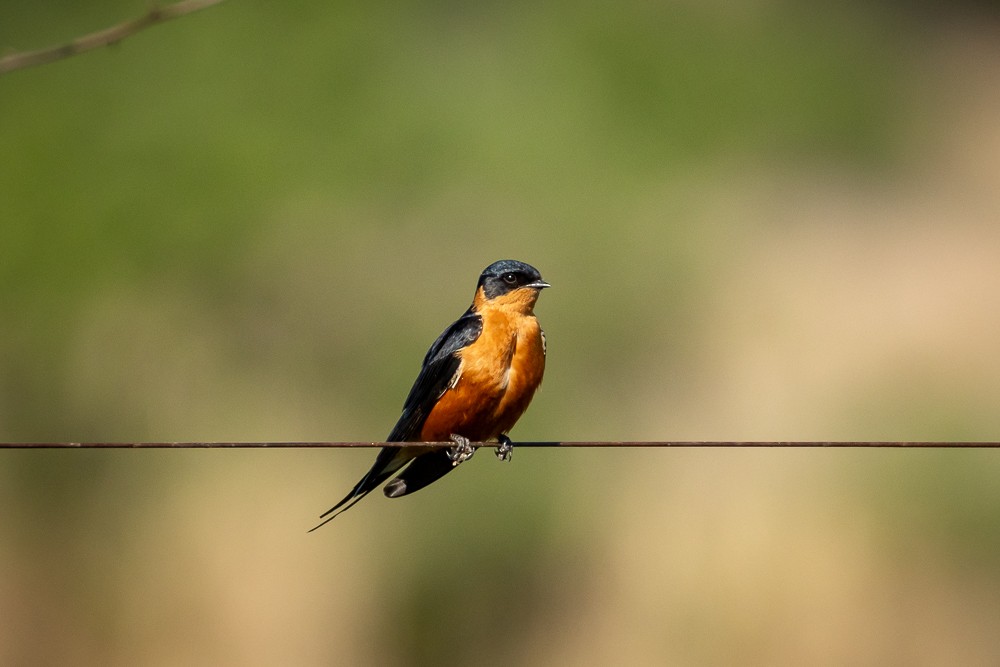 Rufous-chested Swallow - ML642765493