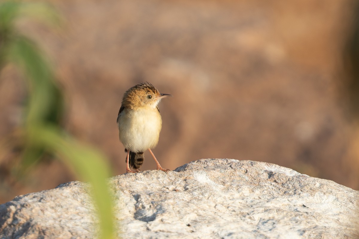Golden-headed Cisticola - ML642765497