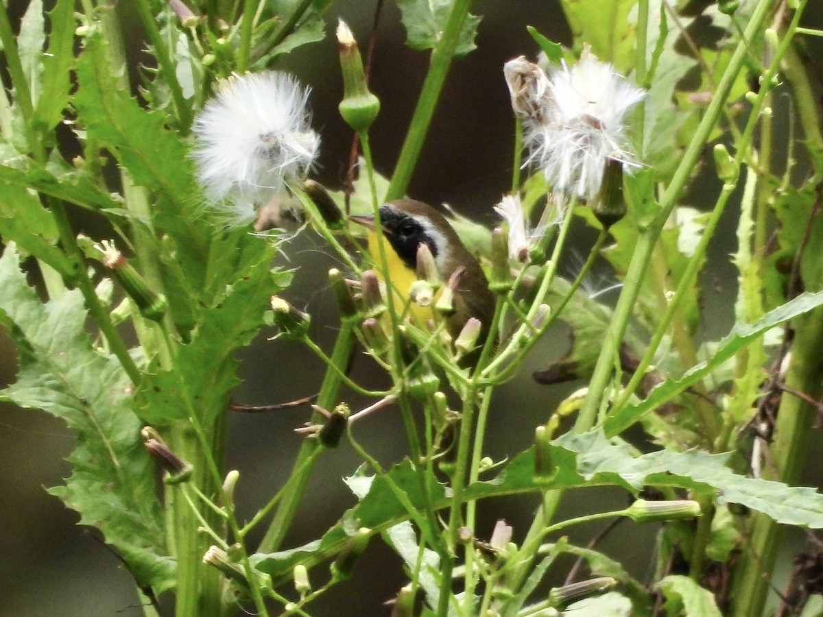 Common Yellowthroat - ML642765513