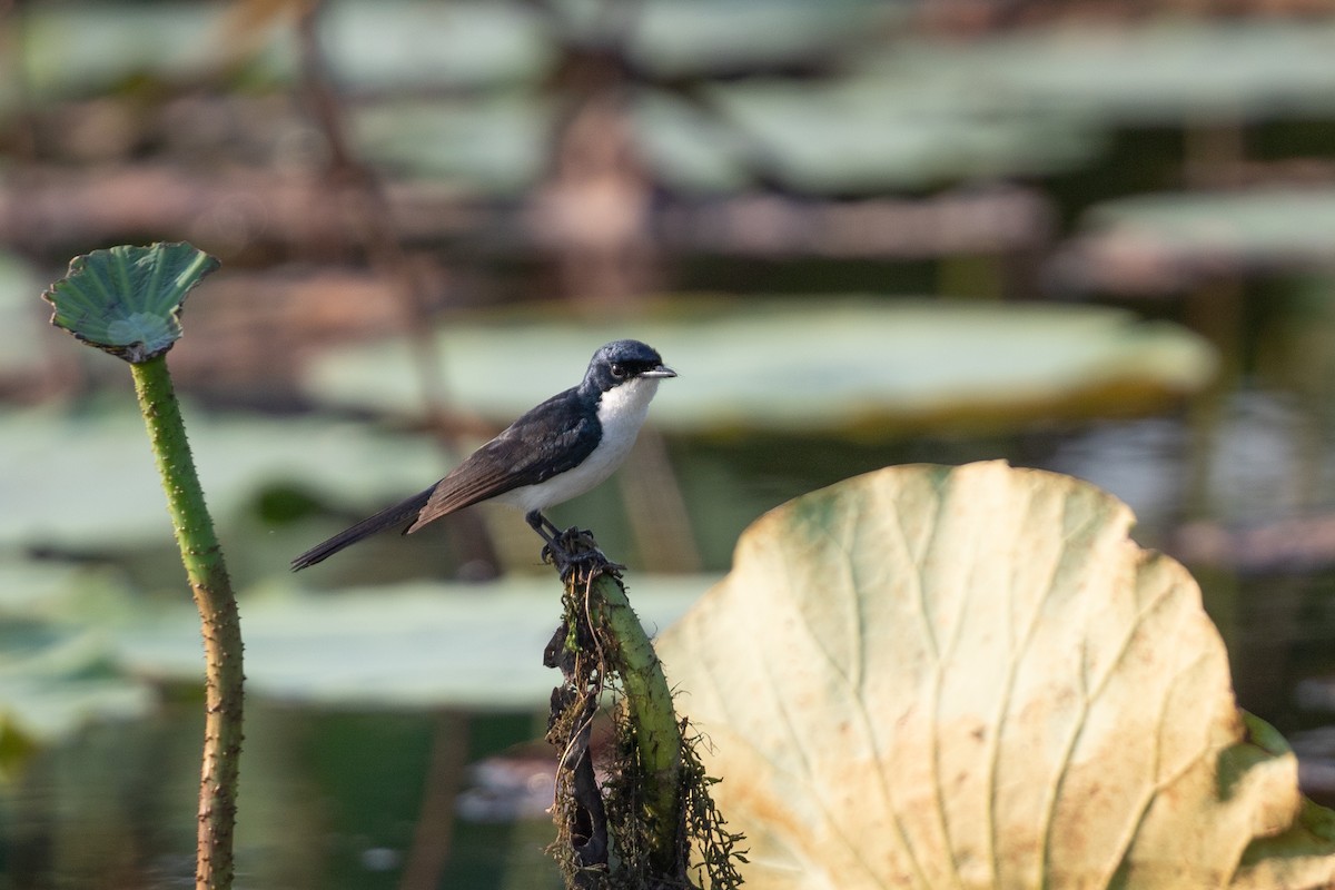 Paperbark Flycatcher - ML642765538