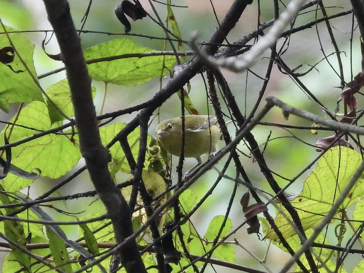 Tennessee Warbler - ML642765554
