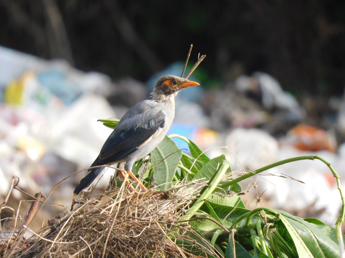 Bank Myna - ML642765570