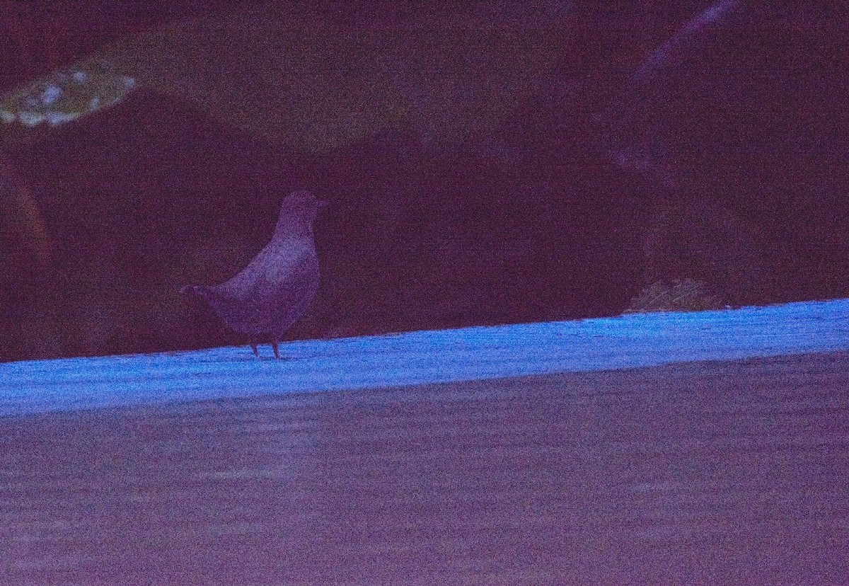 American Dipper - ML642765584