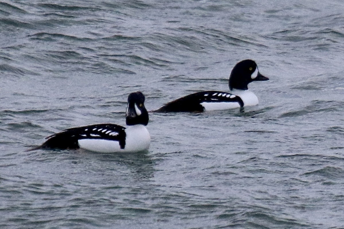 Barrow's Goldeneye - ML642765587