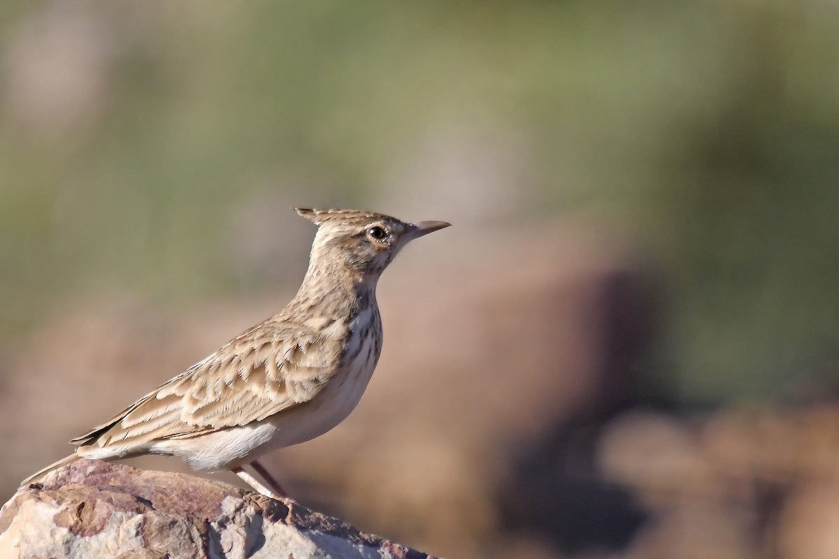 Tepeli Toygar (macrorhyncha/randonii) - ML642765591