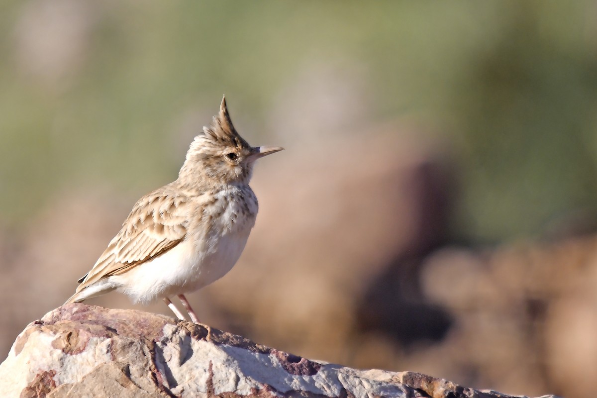 Tepeli Toygar (macrorhyncha/randonii) - ML642765595