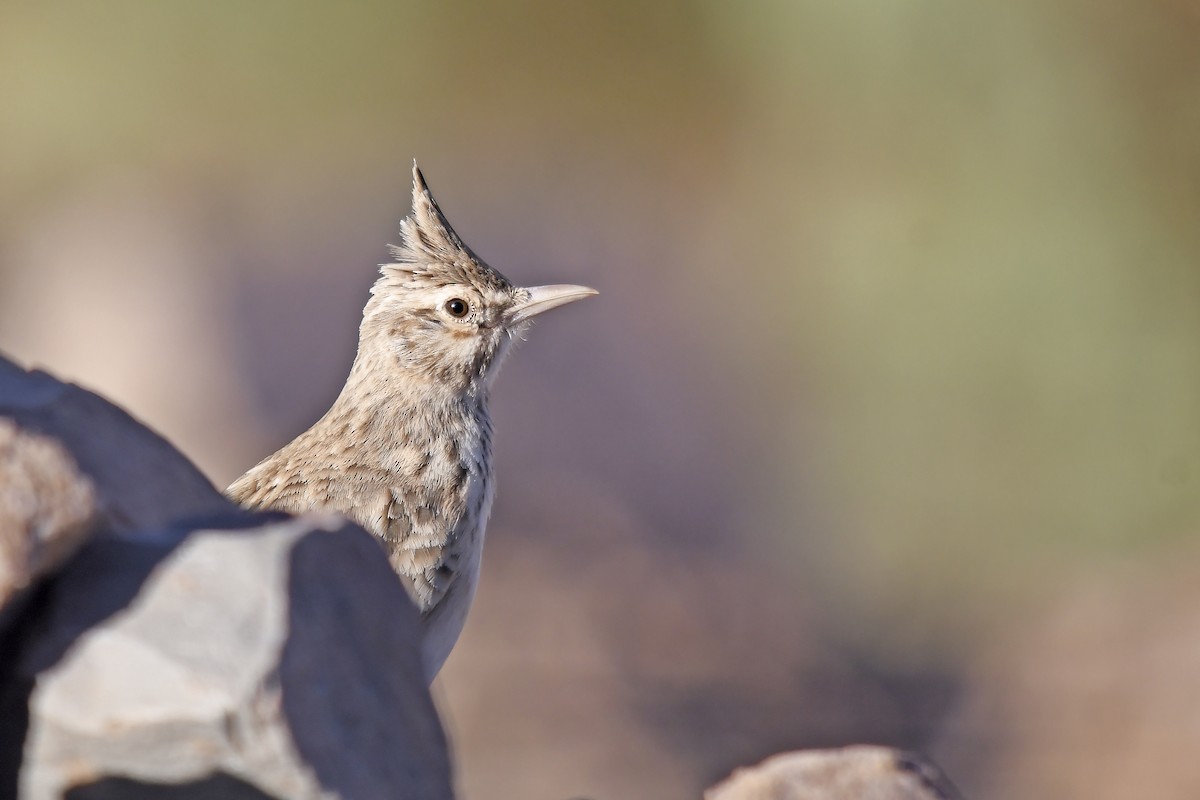 Tepeli Toygar (macrorhyncha/randonii) - ML642765596