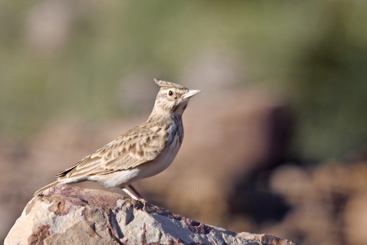 Tepeli Toygar (macrorhyncha/randonii) - ML642765597