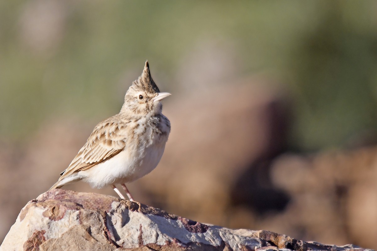 Tepeli Toygar (macrorhyncha/randonii) - ML642765598