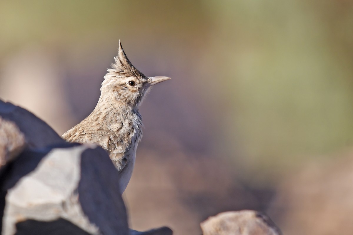 Tepeli Toygar (macrorhyncha/randonii) - ML642765599