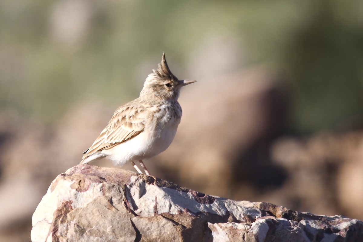 Tepeli Toygar (macrorhyncha/randonii) - ML642765600