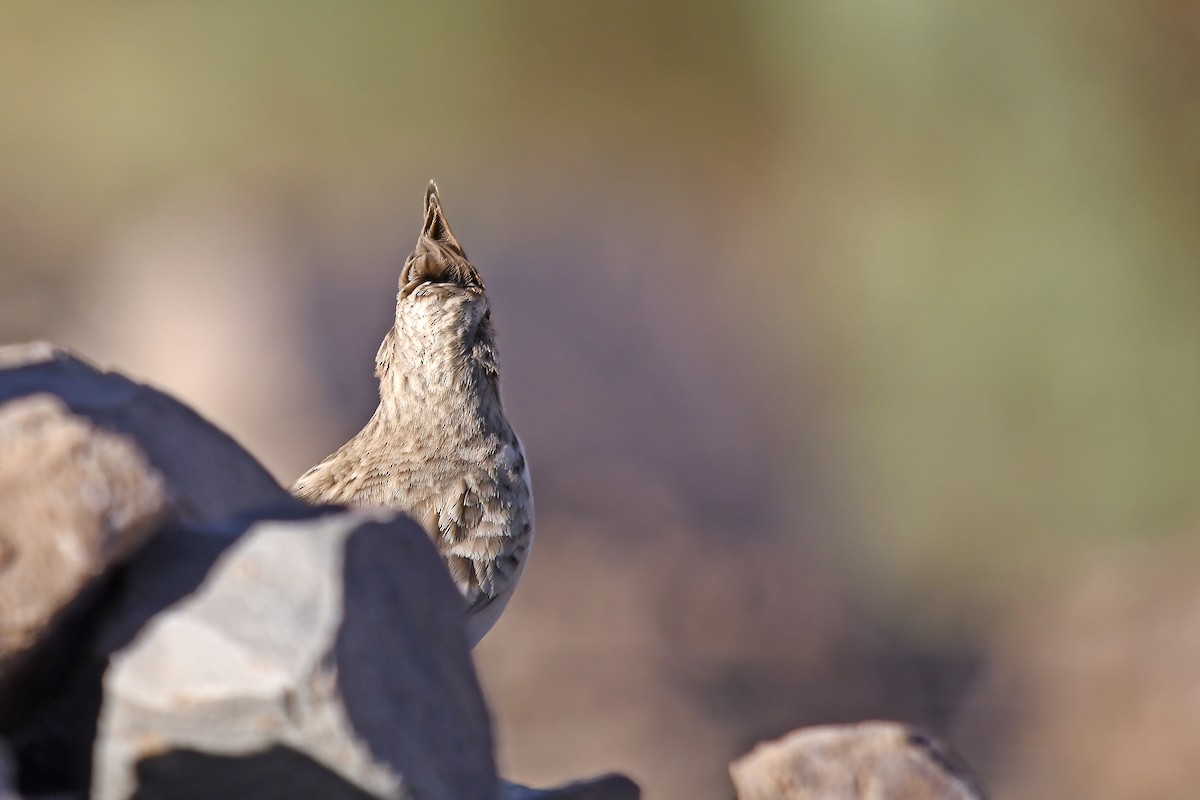 Tepeli Toygar (macrorhyncha/randonii) - ML642765601