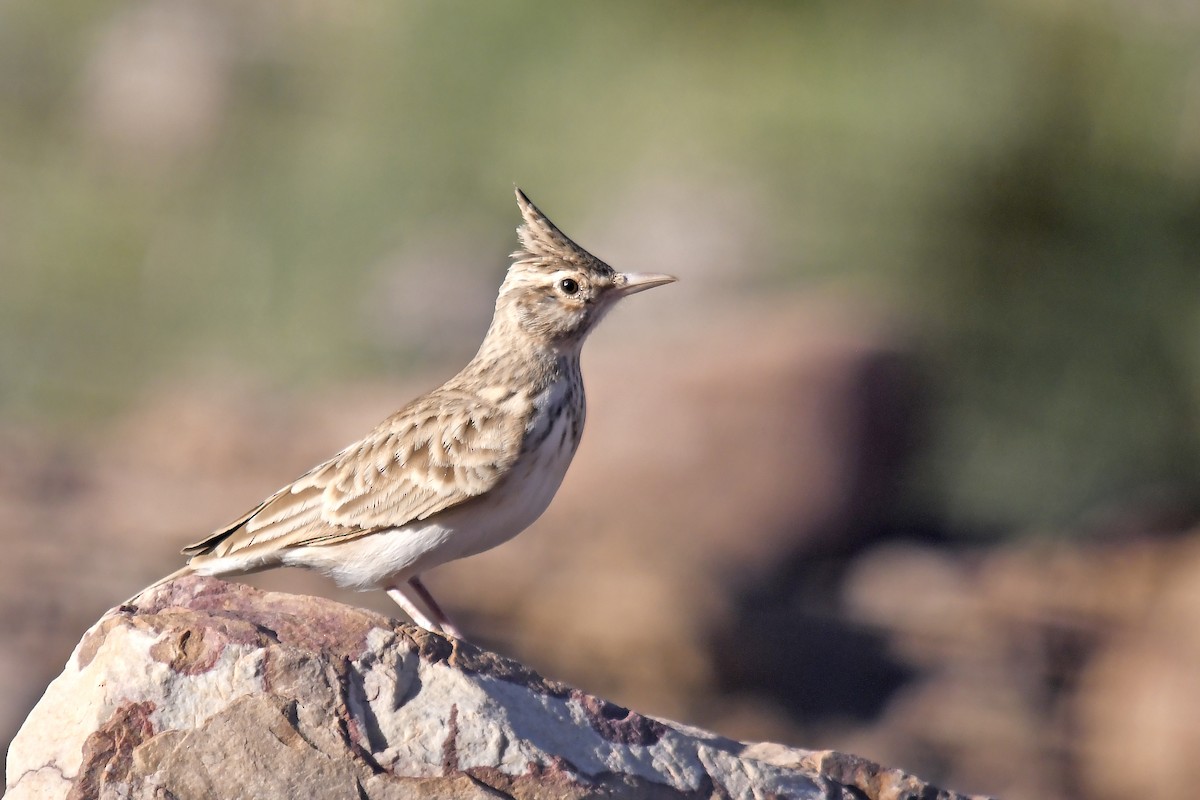 Tepeli Toygar (macrorhyncha/randonii) - ML642765604