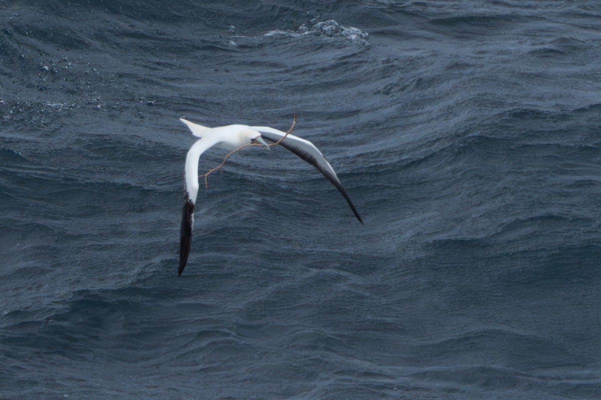 Red-footed Booby - ML642765605