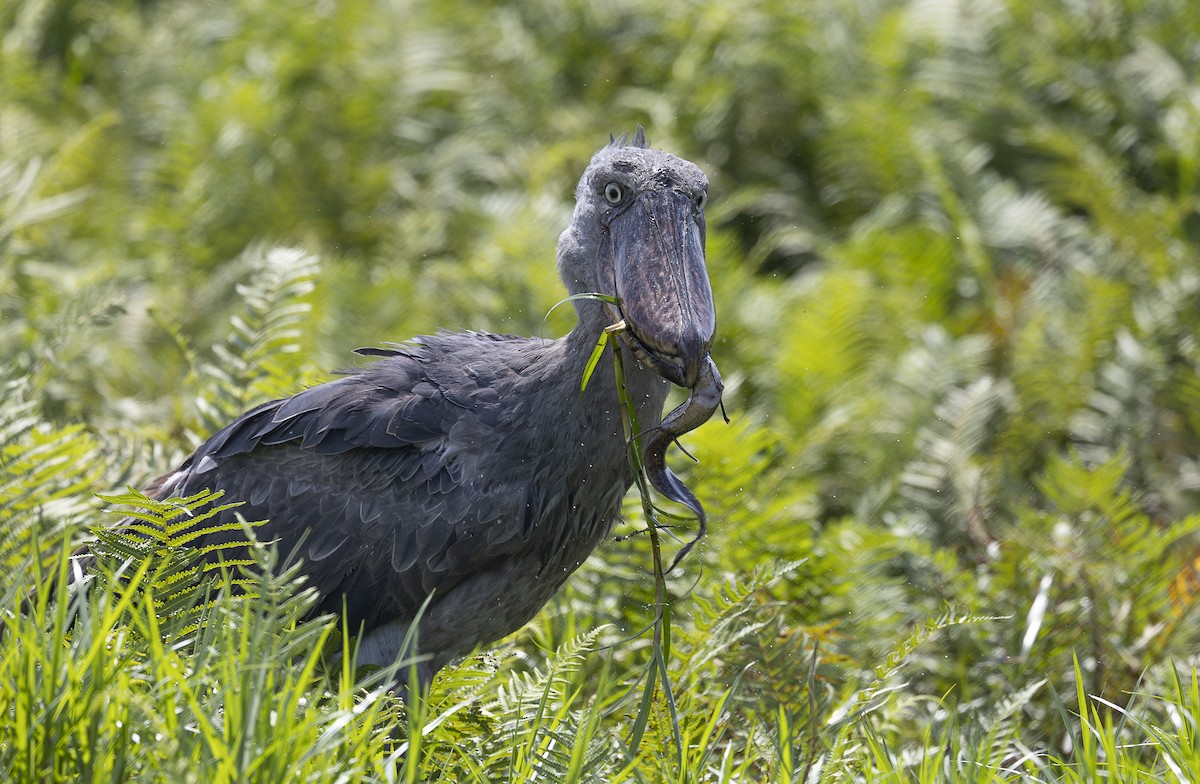 Shoebill - ML642765615