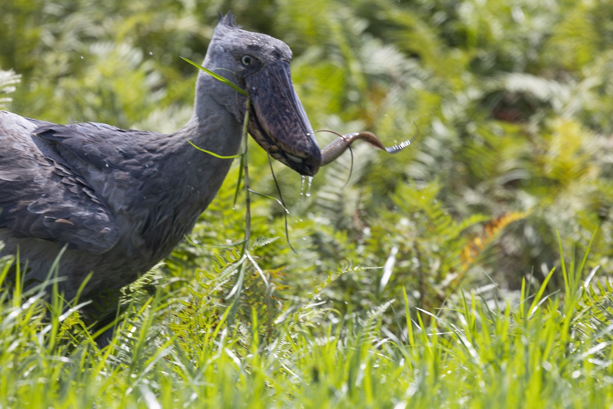 Shoebill - ML642765616