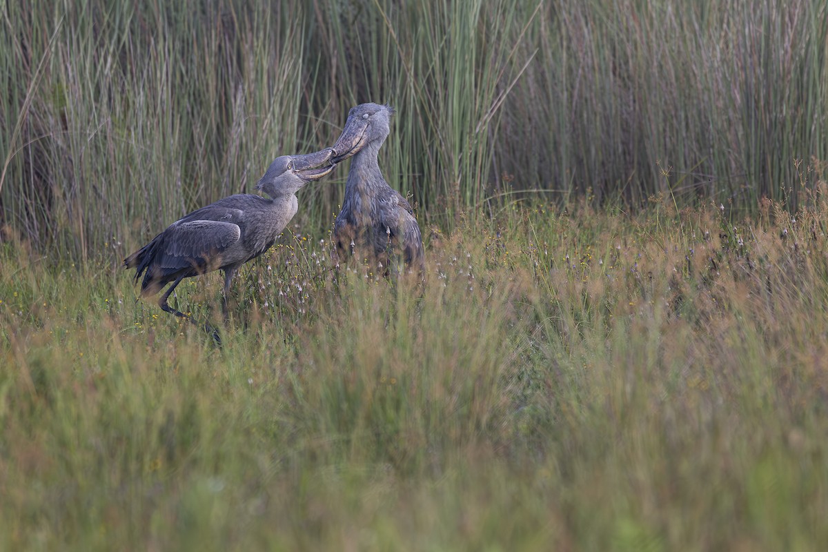 Shoebill - ML642765617