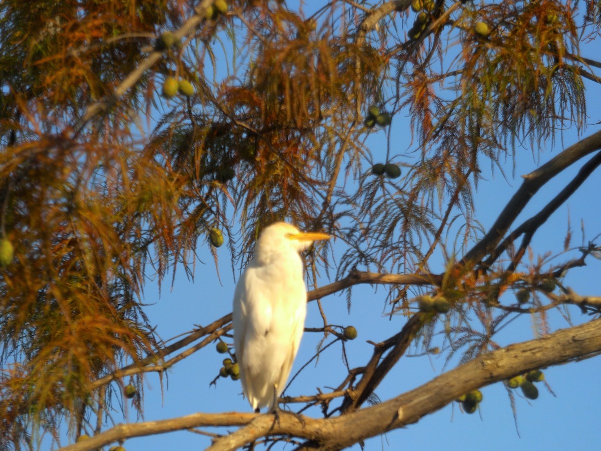 Western Cattle-Egret - ML642765619