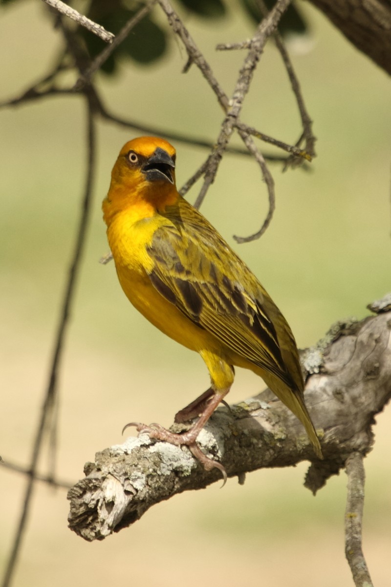Cape Weaver - ML642765632