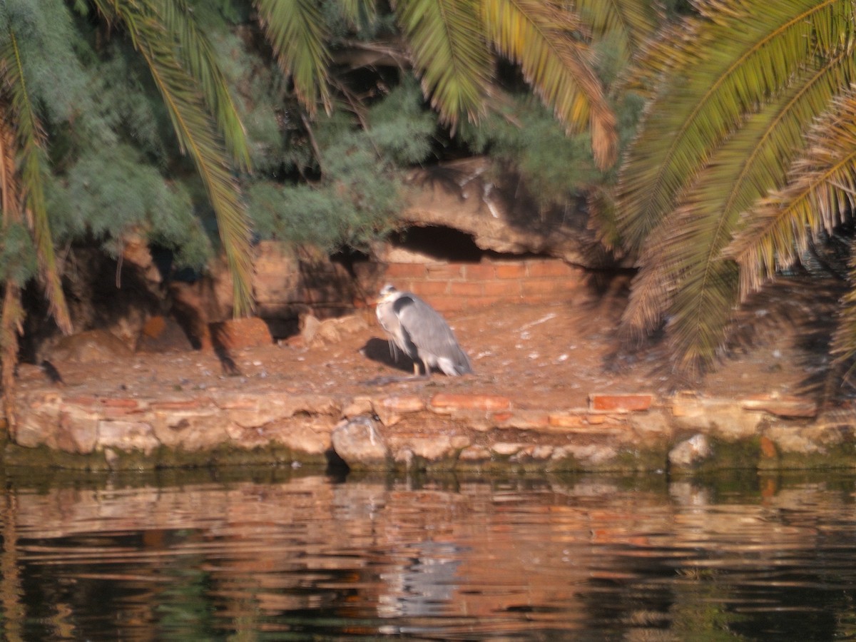 Gray Heron - ML642765634